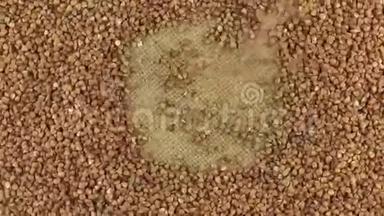 落的荞麦颗粒在旋转的荞麦圆圈上躺在麻布上。